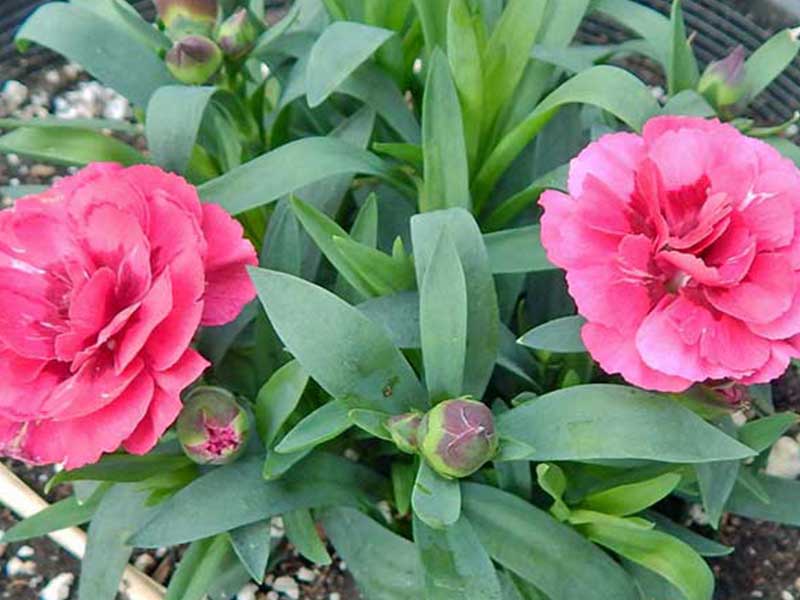 สรรพคุณ ดอกคาร์เนชั่น Carnation